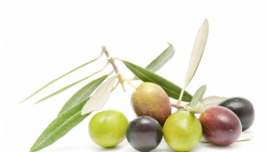 Opextan®橄榄果实提取物：来自地中海的健康果实，助力皮肤保卫战