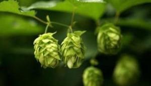新研究发现，啤酒或可预防痴呆，啤酒花可抑制痴呆相关蛋白聚集