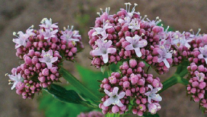 INDENA 欧洲天然草本赋能疗愈经济——缬草、香蜂草、西番莲、洋甘菊