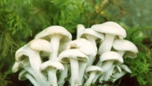 荷叶离褶伞多糖、灵芝多糖、岩藻聚糖：通过肠道菌群来预防或者改善肥胖