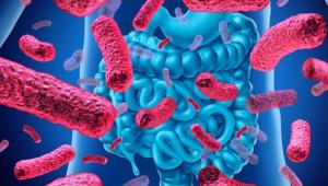 肠道细菌如何掌握对抗病毒大流行的关键？