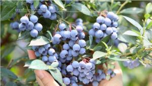 Nature：“新食品原料”蓝莓花色苷的发展之路