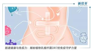 肠道健康与免疫力：揭秘植物乳植杆菌DR7的免疫守护力量