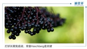 打好长期免疫战，常备Haschberg是关键