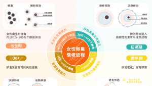 生殖衰老的早发机制：“线粒体衰竭”与“细胞衰老”的双引擎驱动，非瑟酮的干预潜力