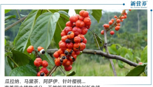 瓜拉纳、马黛茶、阿萨伊、针叶樱桃...南美四大植物成分，天然能量领域的创新先锋