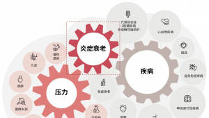 科学实证：新一代植物基life's™ OMEGA对抗慢性炎症，守护心肺健康