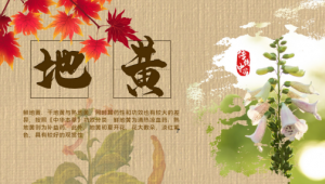 食药物质「地黄」,千年食用根基与产业研究双驱发展