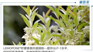 LEMOPONE®柠檬香桃叶超微粉--提升GLP-1水平，守护呼吸道健康，安神助眠的“植物考拉”