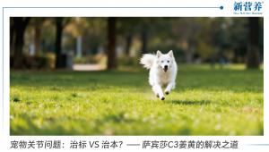 宠物关节问题：治标VS治本？—— 萨宾莎C3姜黄的解决之道