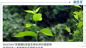 BioChito®壳寡糖&琛蓝生物杜仲叶提取物 | 人类健康的天然解决方案