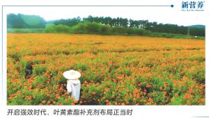 开启强效时代，叶黄素酯补充剂布局正当时