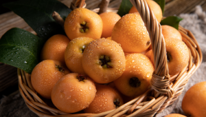 枇杷新食饮：一颗黄金果的“破圈”之旅