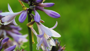 从庭园雅卉到健康新星：玉簪花何以成为开年首个受关注的新食品原料？