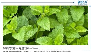 解锁“安睡 + 专注”双buff——香蜂草提取物打破循环，同时拯救孩子的睡眠和专注力