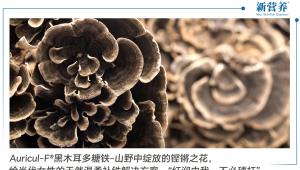 Auricul-F®黑木耳多糖铁-山野中绽放的铿锵之花，给当代女性的天然温柔补铁解决方案，“红润由我，不必硬扛”