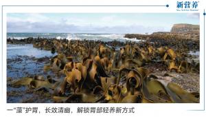 一“藻”护胃，长效清幽，解锁胃部轻养新方式