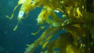 深海“精准营养”新风口！汉和生物褐藻寡糖打通内服外用双赛道，打造全球超高性价比原料标杆