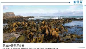 跳出护肠养胃内卷：BMSFu®岩藻多糖构筑胃肠差异化新品类护城河