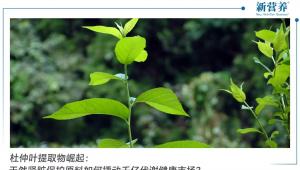 杜仲叶提取物崛起：天然肾脏保护原料如何撬动千亿代谢健康市场？