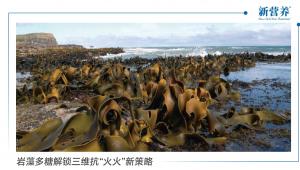 岩藻多糖解锁三维抗“火火”新策略